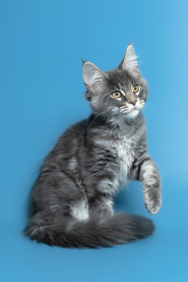 Michael | Maine Coon Kitten