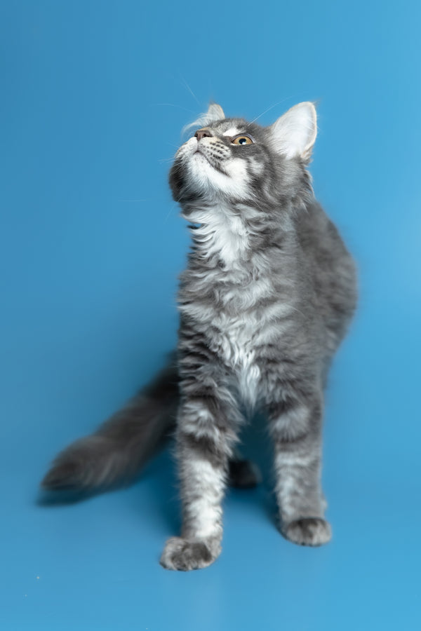 Michael | Maine Coon Kitten