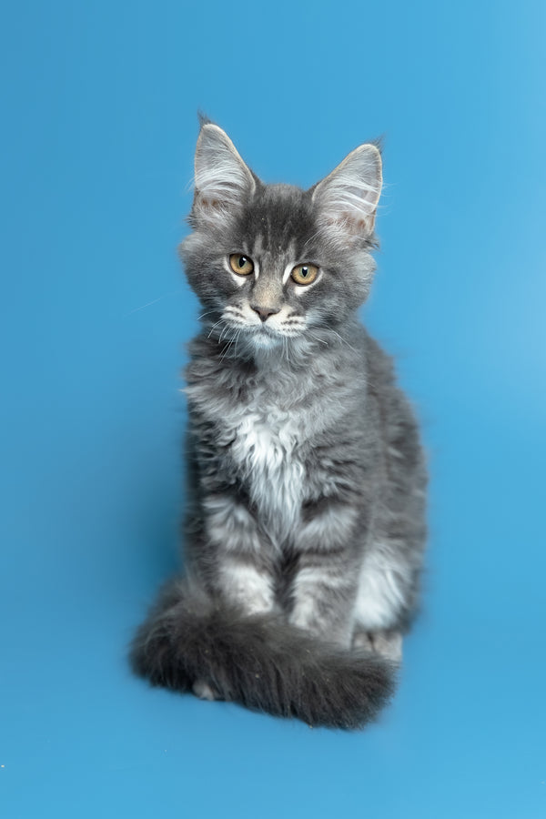 Michael | Maine Coon Kitten
