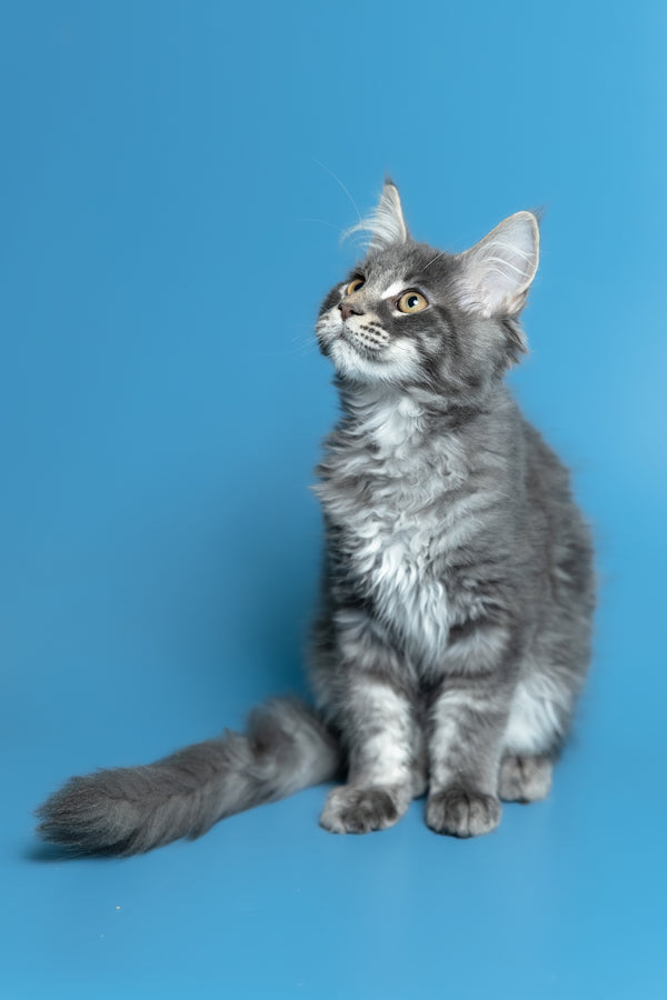 Michael | Maine Coon Kitten