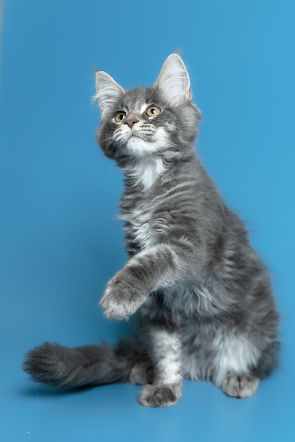 Michael | Maine Coon Kitten
