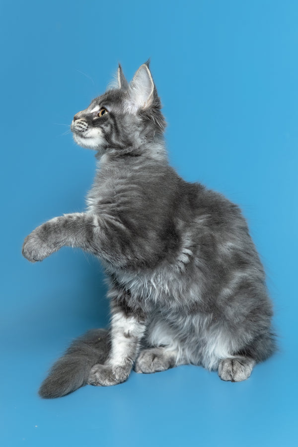 Michael | Maine Coon Kitten