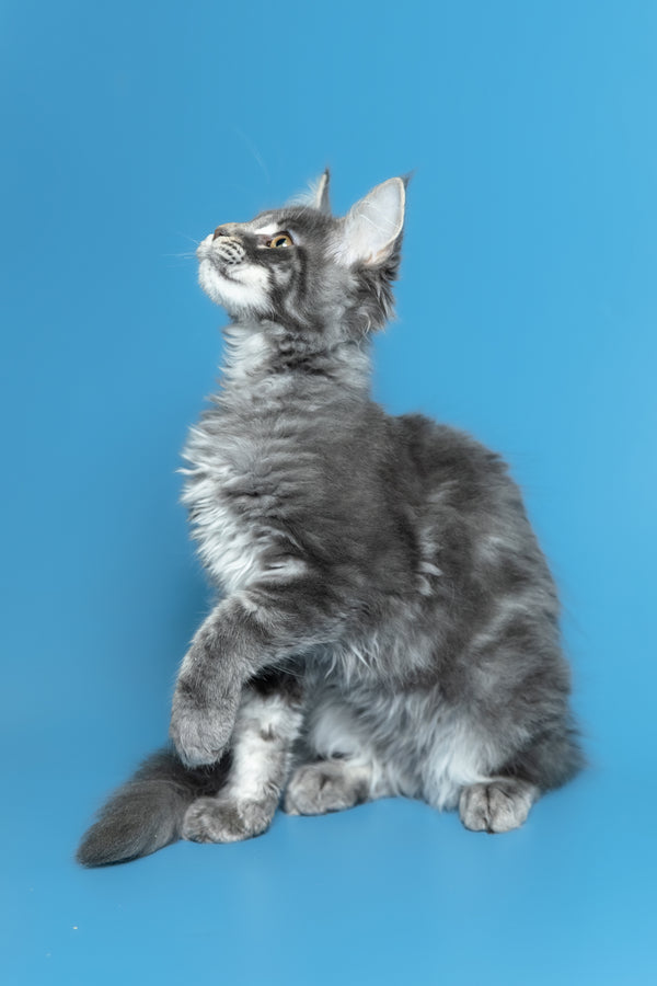 Michael | Maine Coon Kitten