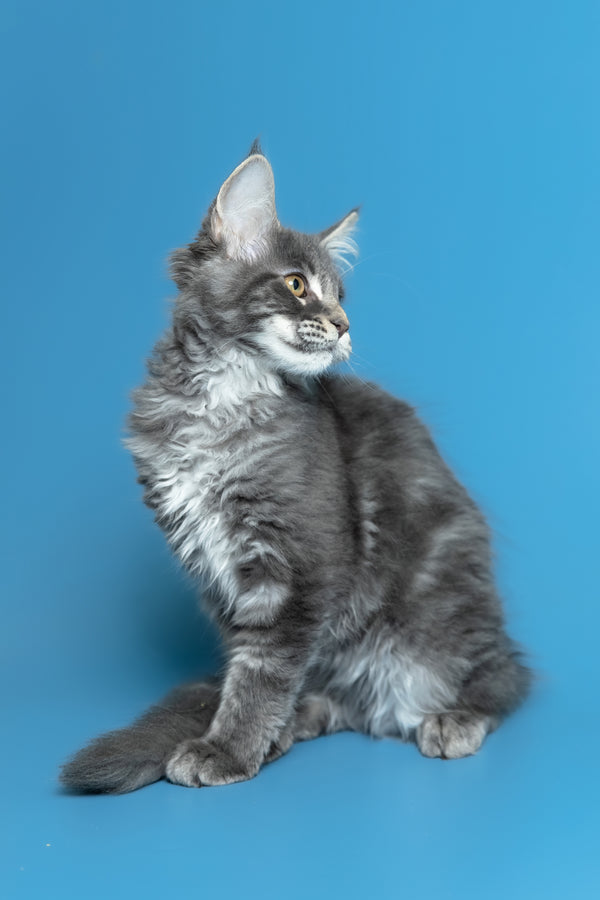 Michael | Maine Coon Kitten