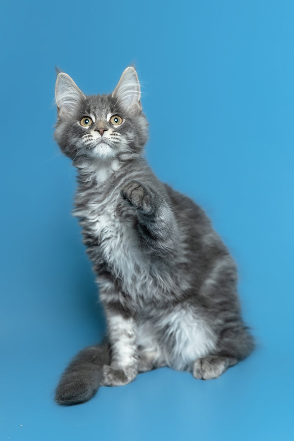 Michael | Maine Coon Kitten