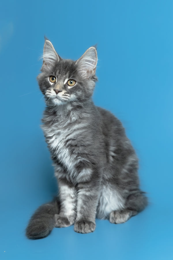 Michael | Maine Coon Kitten