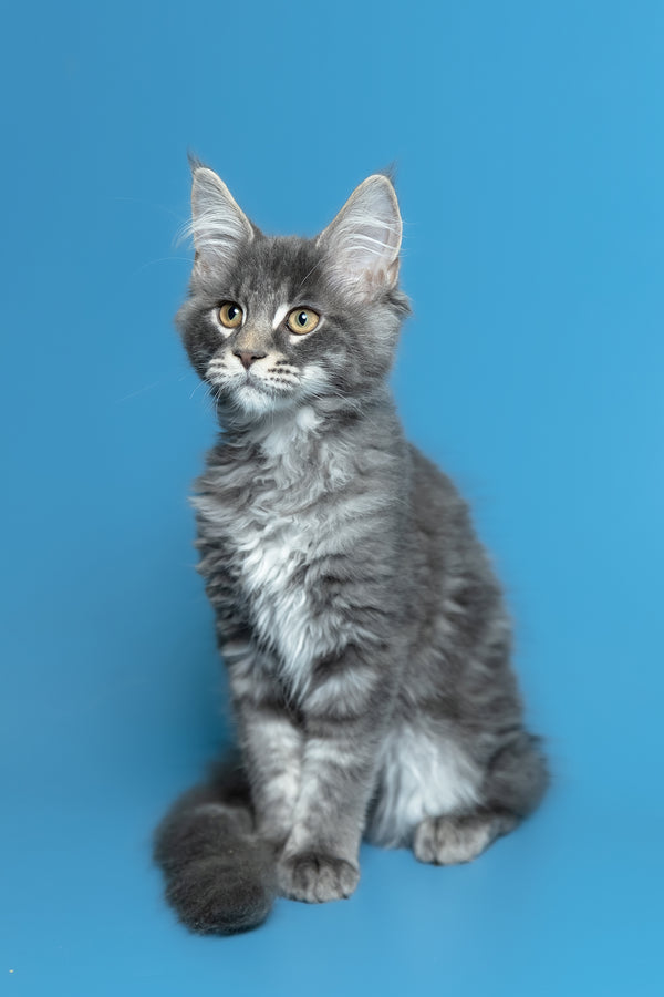 Michael | Maine Coon Kitten
