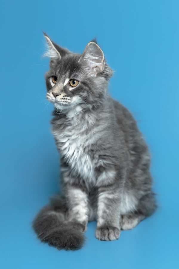 Michael | Maine Coon Kitten