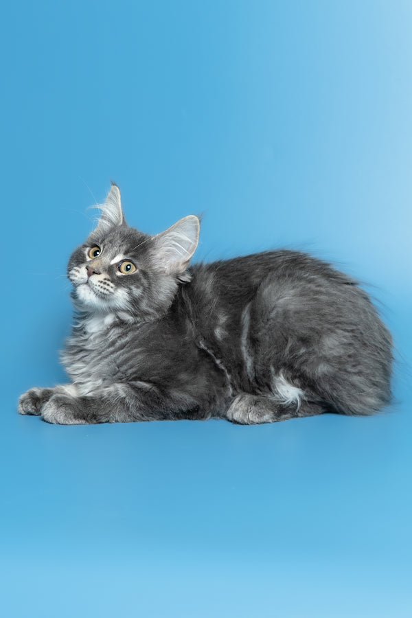 Michael | Maine Coon Kitten
