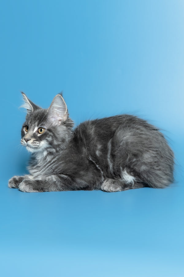 Michael | Maine Coon Kitten