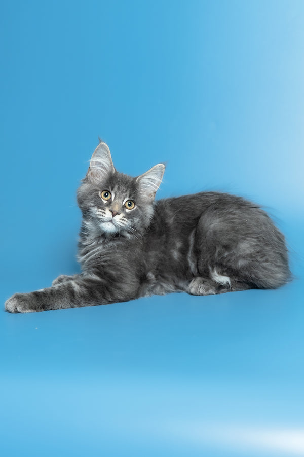 Michael | Maine Coon Kitten