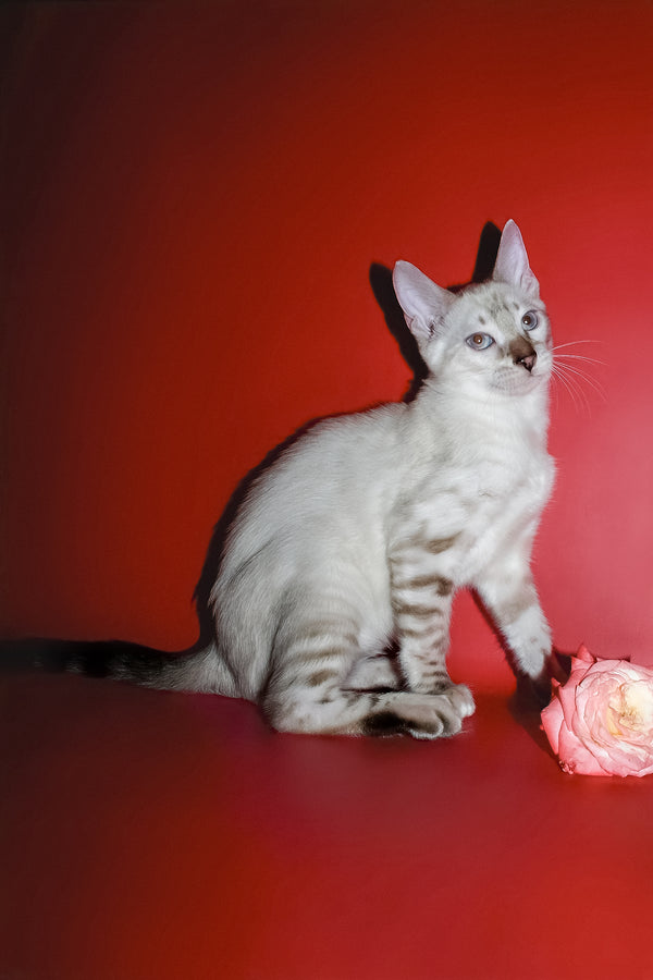 Irika | Bengal Kitten