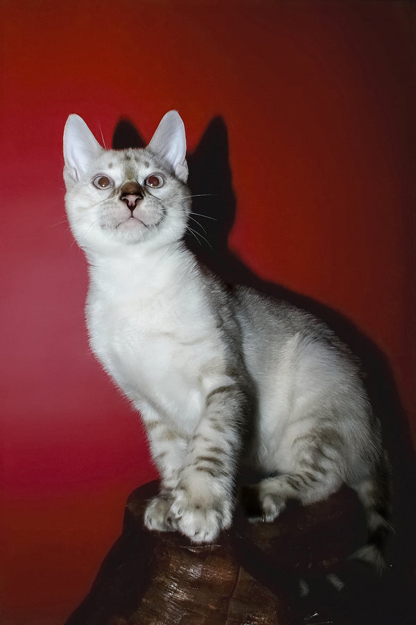 Irika | Bengal Kitten