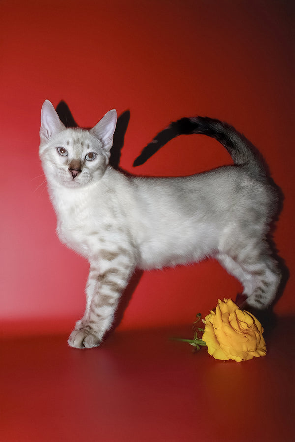 Irika | Bengal Kitten