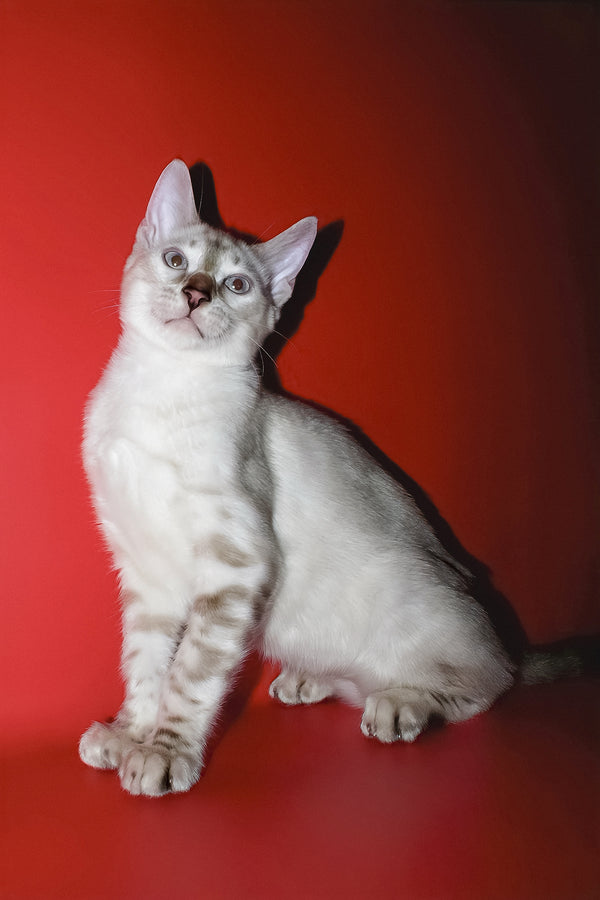 Irika | Bengal Kitten