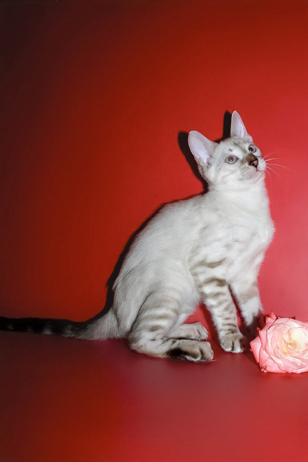 Irika | Bengal Kitten