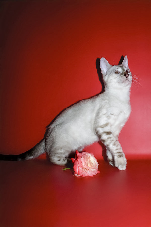 Irika | Bengal Kitten