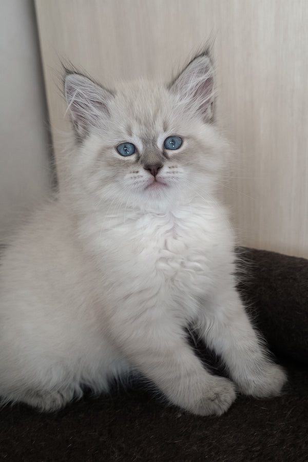 Marcus | Siberian Kitten