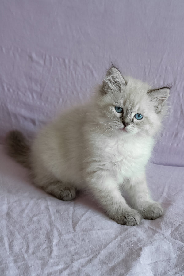 Marcus | Siberian Kitten