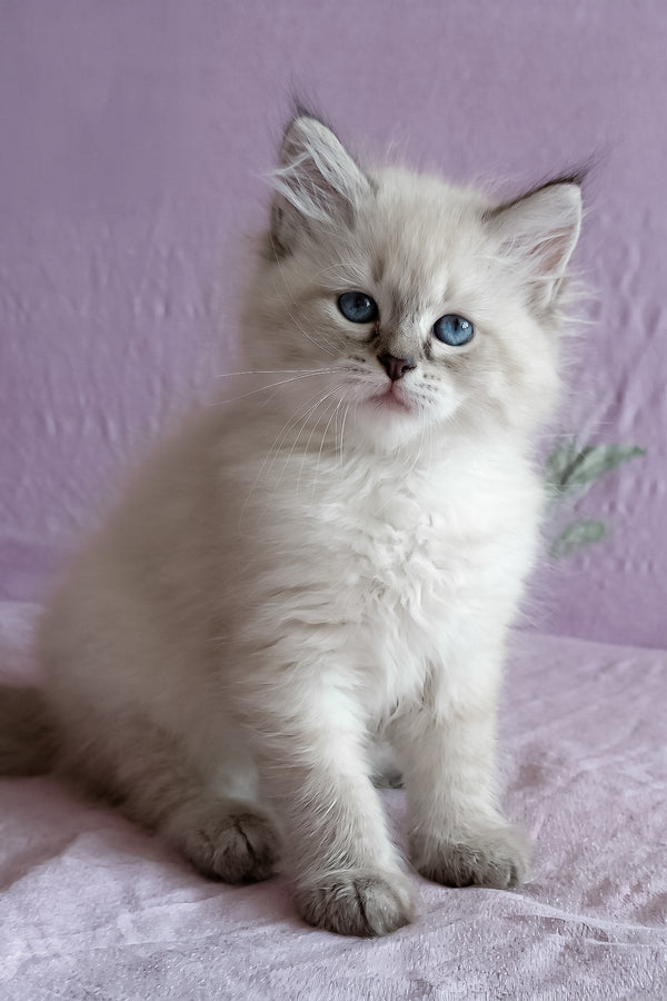 Marcus | Siberian Kitten