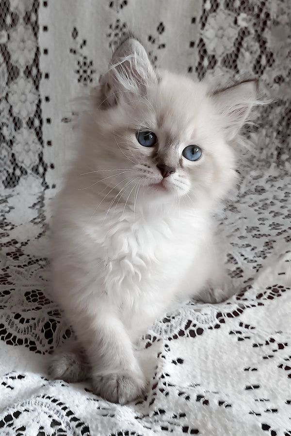 Marcus | Siberian Kitten
