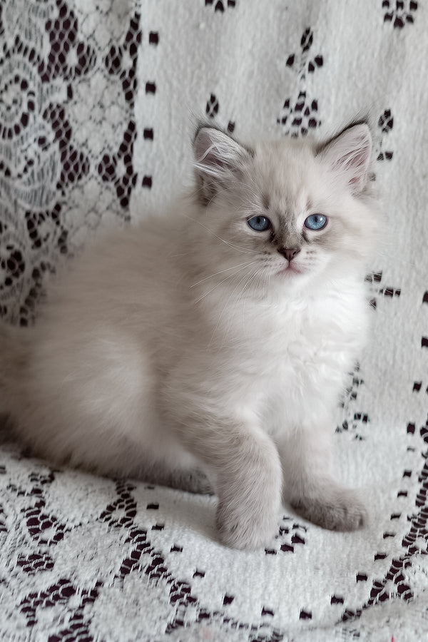 Marcus | Siberian Kitten