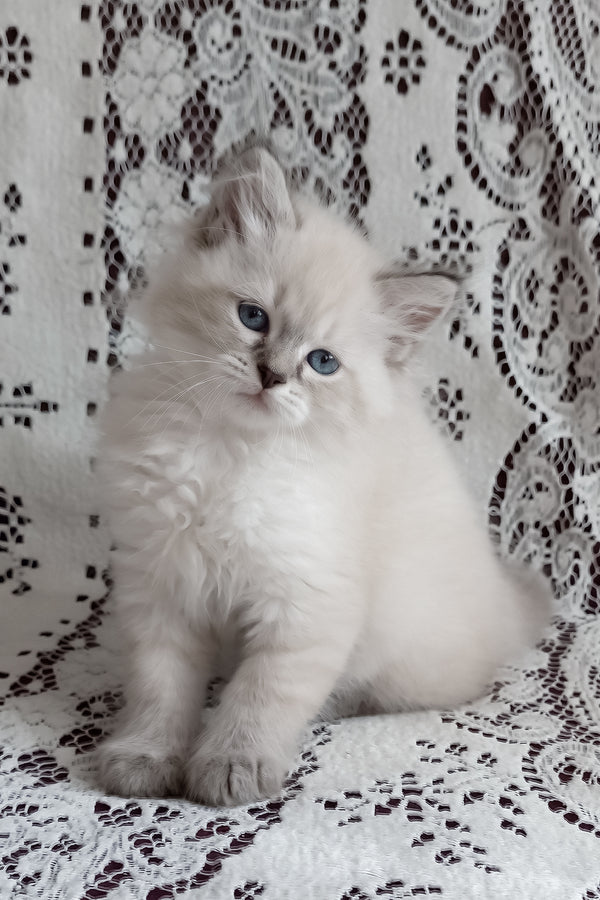 Marcus | Siberian Kitten