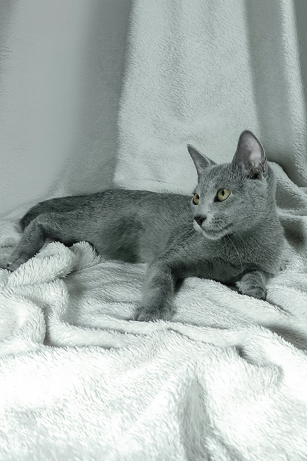 Sultan | Russian Blue Kitten