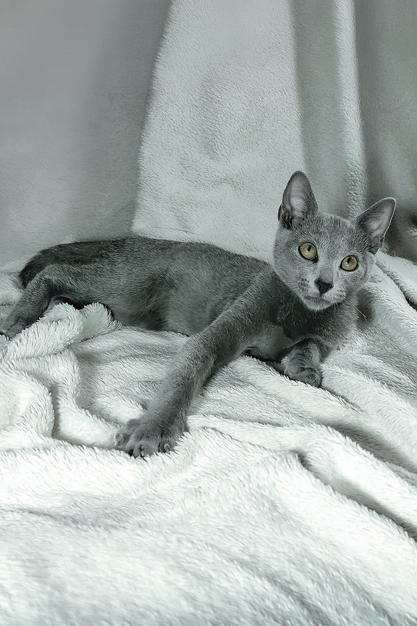 Sultan | Russian Blue Kitten