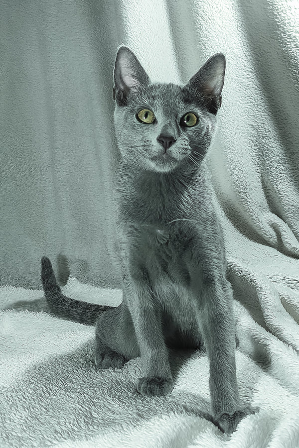 Sultan | Russian Blue Kitten