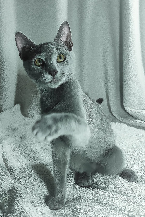 Sultan | Russian Blue Kitten
