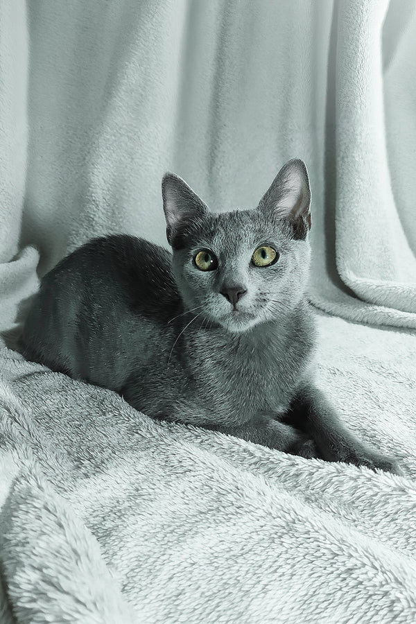 Sultan | Russian Blue Kitten