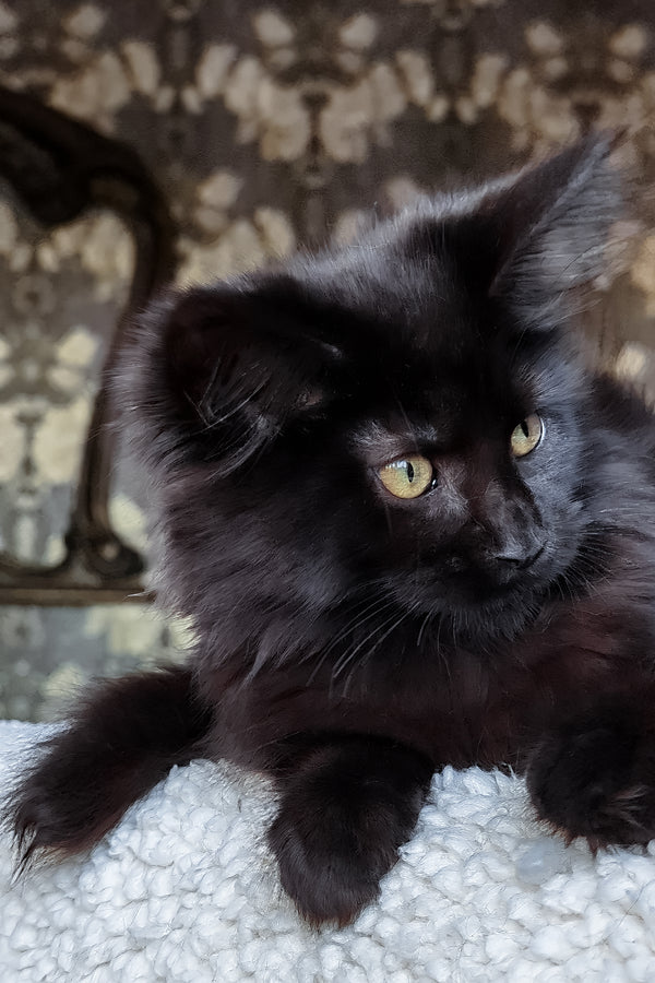 Cali | Maine Coon Kitten