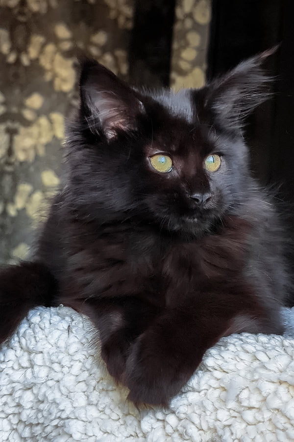 Cali | Maine Coon Kitten