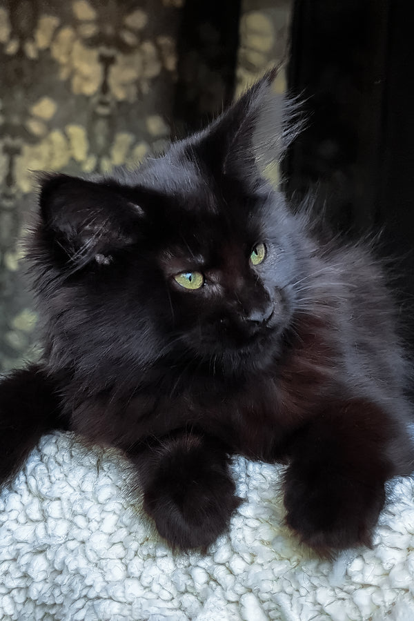 Cali | Maine Coon Kitten