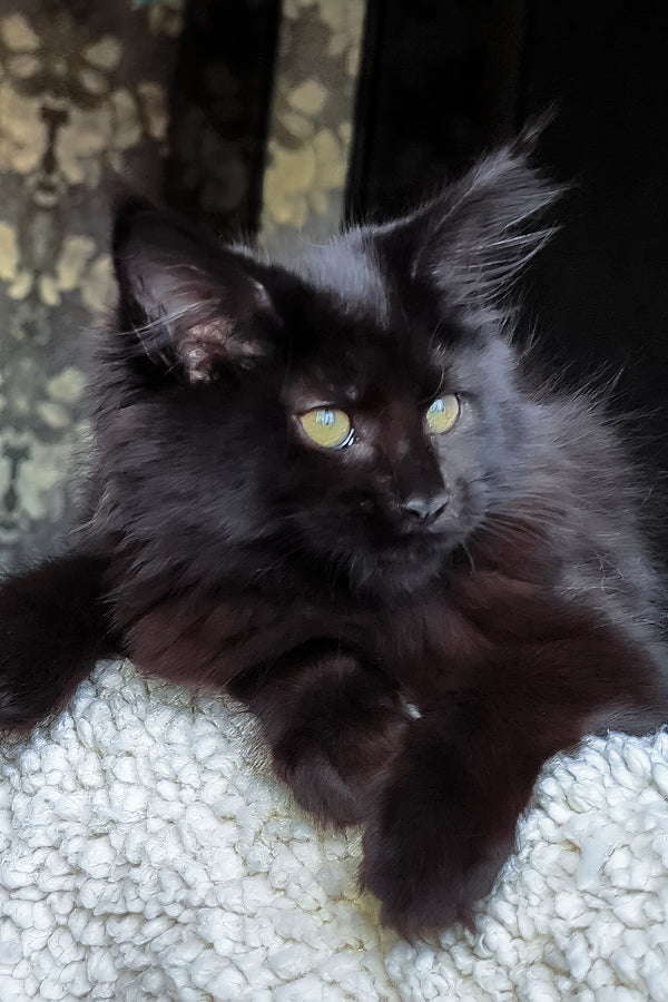 Cali | Maine Coon Kitten