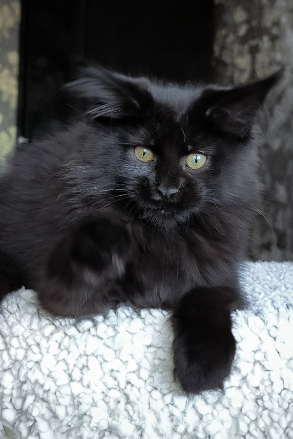 Cali | Maine Coon Kitten