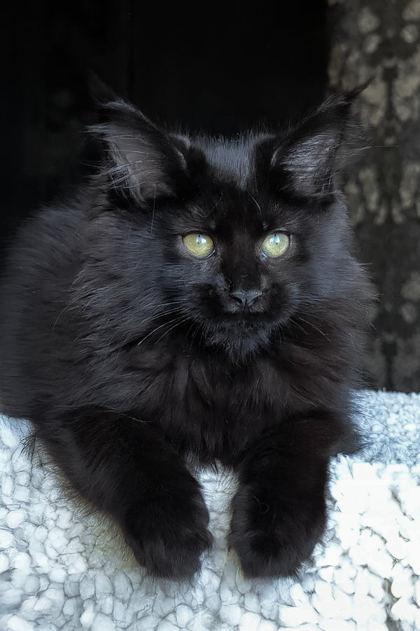 Cali | Maine Coon Kitten