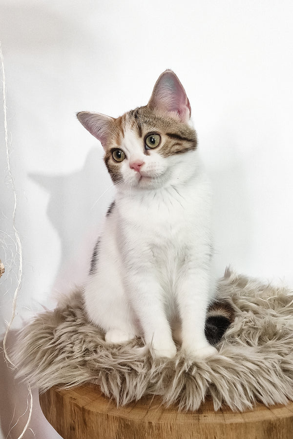 Callie american shorthair kitten with green eyes on a beige faux fur cushion on wooden surface