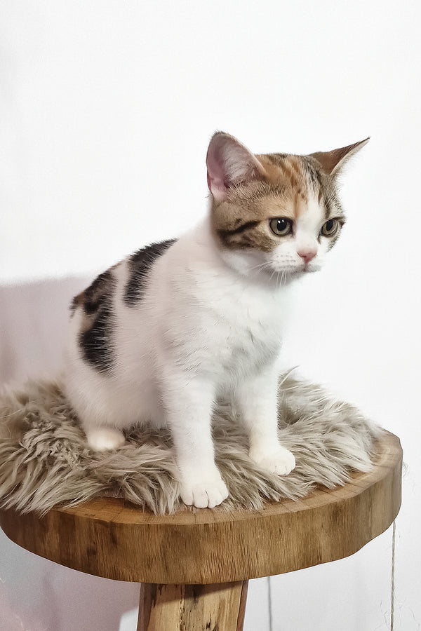 Callie american shorthair kitten with fluffy white brown black tabby fur and green eyes on gray faux fur cushion
