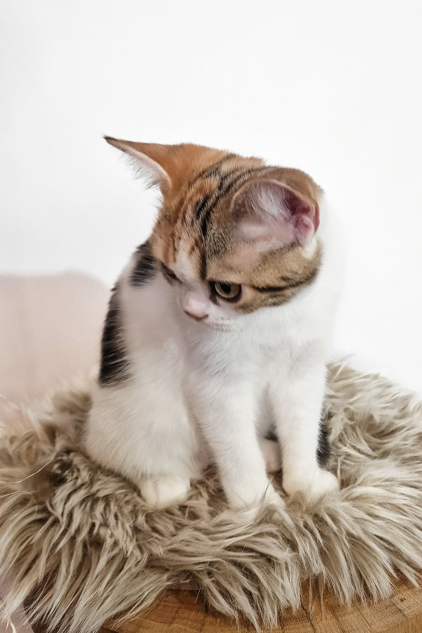 A fluffy tri-color american shorthair kitten named callie with white and brown tabby fur sits on a beige faux-fur rug