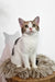 Сallie | American Shorthair Kitten