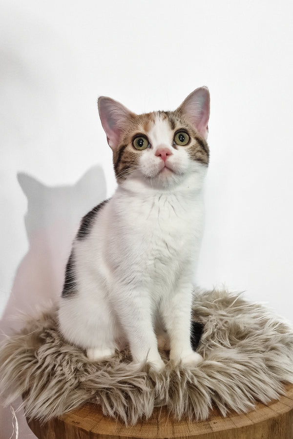 A fluffy tri-color American Shorthair kitten with green eyes and a pink nose sitting on beige faux-fur cushion