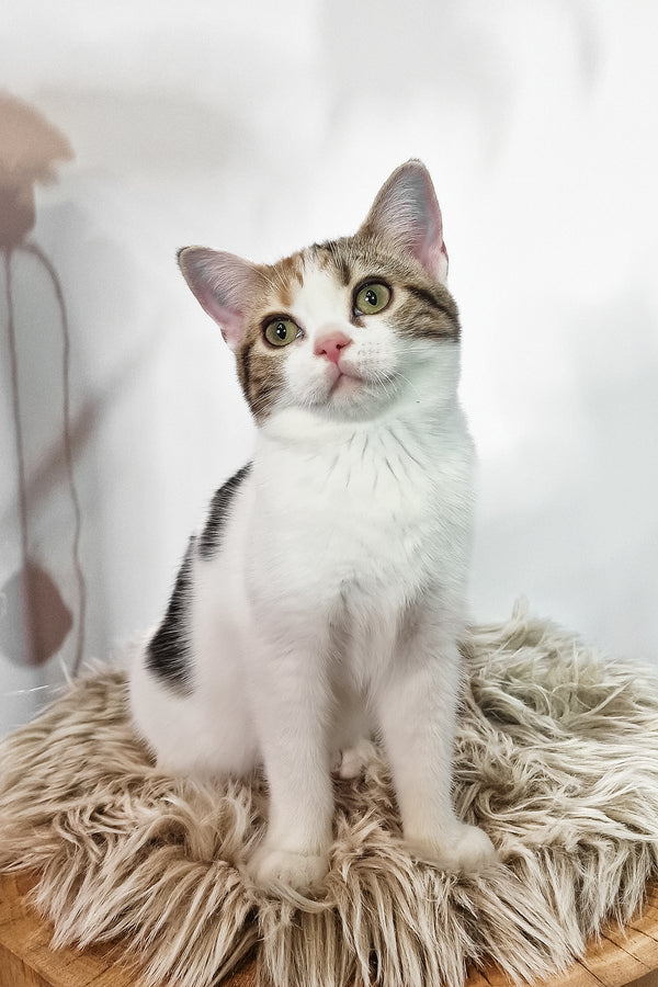 Сallie | American Shorthair Kitten