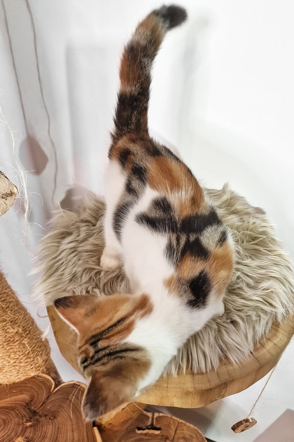 A fluffy multicolored calico American Shorthair kitten with white underbelly and brown black markings on wooden platform