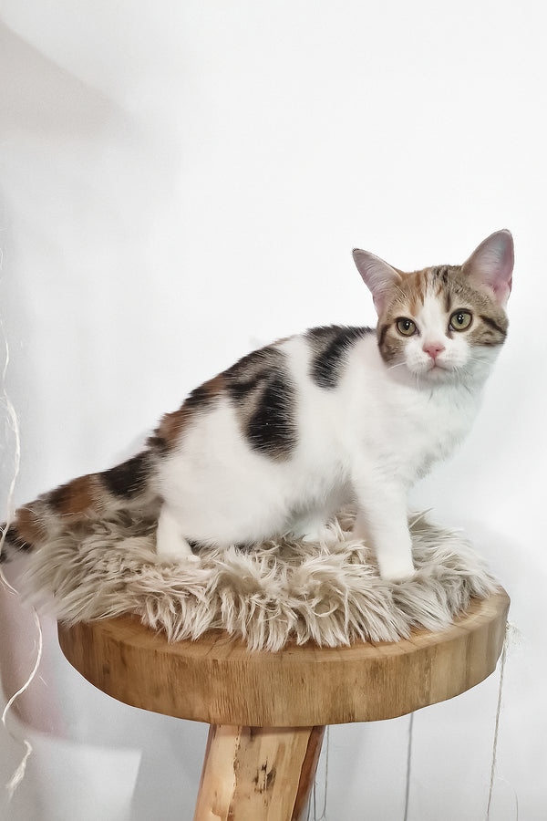 A calico american shorthair kitten with green eyes sits on a rustic wooden stool with a beige faux fur cushion