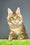 Hadi | Maine Coon Kitten