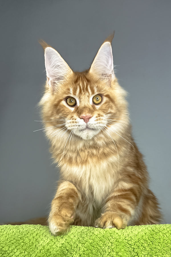 Hadi | Maine Coon Kitten