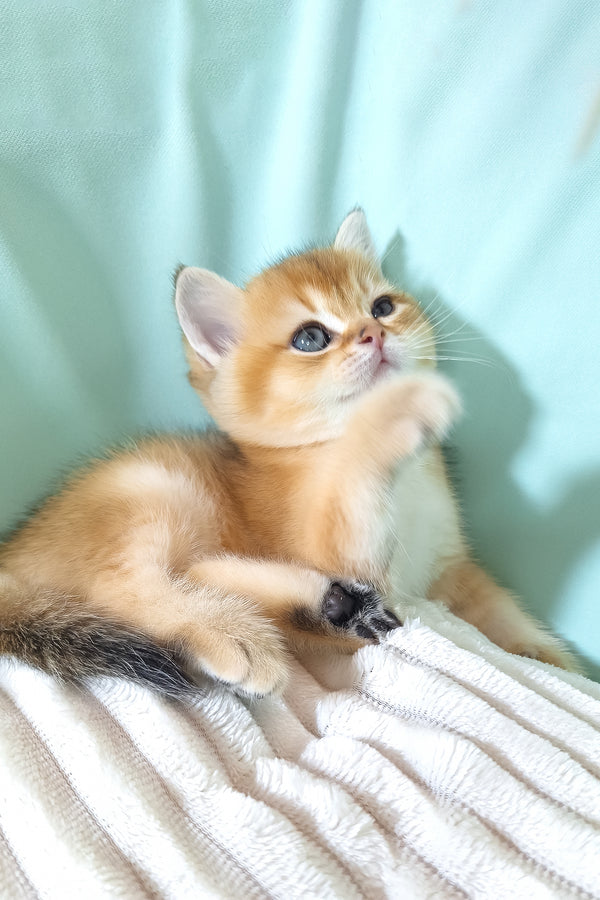 Estee | British Shorthair Kitten