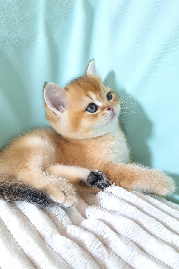 Estee | British Shorthair Kitten